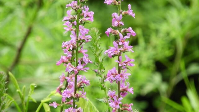 [4K] Purple Loosestrife (Lythrum salicaria) Blooming in Mountain Wetland: Vibrant Pink Flowers in Aomori, Japan 【4K】深山の湿地に咲くエゾミソハギ：鮮やかなピンクの花穂と、八甲田の豊かな水辺の自然風景素材 撮影日：20240815-2