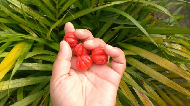 Tropical fruit. The Brazilian cherry or Pitanga also know as Eugenia uniflora, ripening on the pitangueira tree. Red fruit.