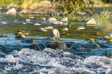 Bird - black-crowned night heron (Nycticorax nycticorax) or black-capped night heron in the wild