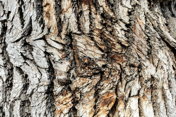 Granular material, solid wood with a structural surface for design textures. Grunge panel with rough coating