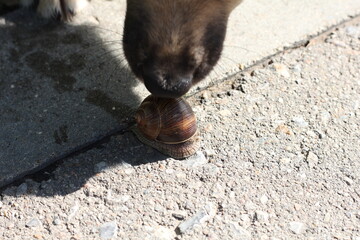 close up of a dog nouse