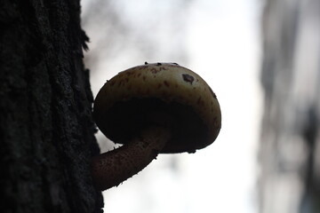 mushrooms in the forest