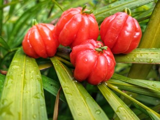 Tropical fruit. The Brazilian cherry or Pitanga also know as Eugenia uniflora, ripening on the pitangueira tree. Red fruit.