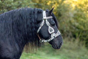 Head portrait of a beautiful black noriker coldblood horse stallion in front of natural background