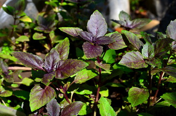 The aromatic herb basil is a spice.