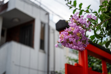 住宅街の花