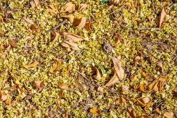 Texture background of a plant leaf for overlay or texture design