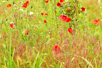 Natural landscape. Red poppy blossomed on a grassy field.