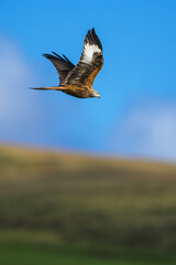 Red Kite, Milvus milvus, bird in flight