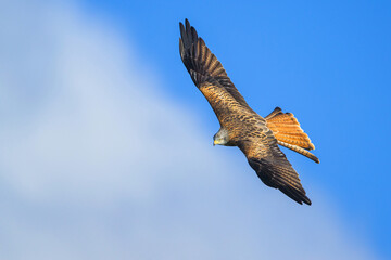 Red Kite, Milvus milvus, bird in flight