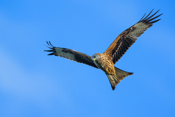 Red Kite, Milvus milvus, bird in flight