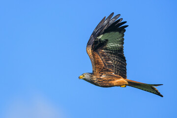 Red Kite, Milvus milvus, bird in flight