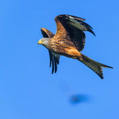 Red Kite, Milvus milvus, bird in flight