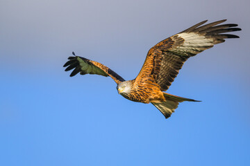 Red Kite, Milvus milvus, bird in flight