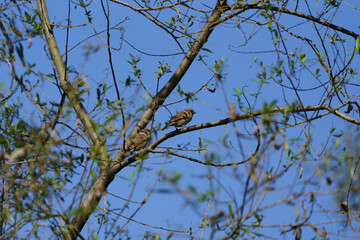 참새(Sparrow)