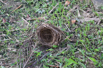 fallen bird's nest laying on grassy ground