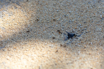 Close-Up of Sandy Surface with Small Hole and Light Shadow Patterns, Outdoor Nature Texture on Sunny Day