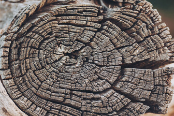 Fototapeta premium Wood texture cut wood close-up. Natural background. abstract texture of a surface tree. hemp texture, tree ring