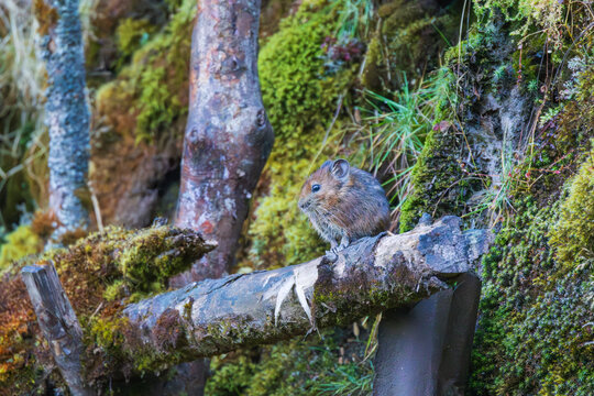 Royle's Pika (Ochotona roylei) in its habitat. Royle's pika is a small, herbivorous mammal found in the Himalayan mountains. It is known for hay-piling and living in rocky terrains.