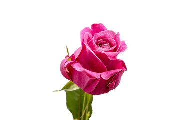 Background with flowers as a gift for mom or girlfriend or creating a postcard