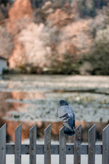 A lone pigeon perched on a rustic wooden fence, framed by a blurred autumn backdrop with soft bokeh. The tranquil scene highlights the bird's detail, showcasing a peaceful moment in nature.