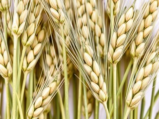 Closeup of organic emmer wheat grains isolated on white background, healthy, emmer wheat
