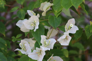 close-up array of light purple mauve blossoms with slender green white tipped tiny flowers in center