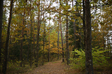 Obraz premium autumn forest