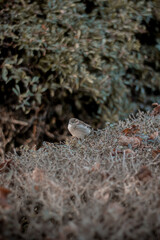 A solitary sparrow sits perched on a leafy bush in an autumn setting, framed by soft, earthy tones and a blurred background. The image captures a serene moment in nature with a warm, rustic feel.