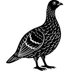 Dusky Grouse silhouette on a white background