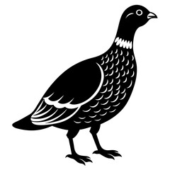 Dusky Grouse silhouette on a white background