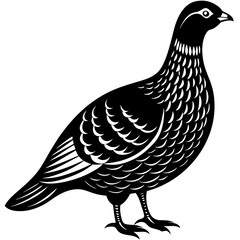 Dusky Grouse silhouette on a white background