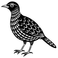 oilbird vector silhouette on a white background