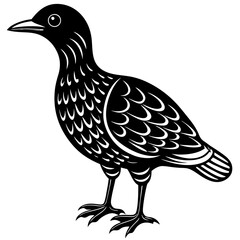 oilbird vector silhouette on a white background