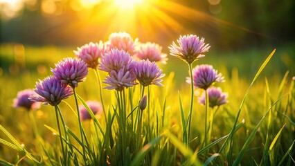 A cluster of dragon flowers growing together in a lush green meadow with soft sunlight filtering through the blades of grass, wildflower, summer blooming, bloom