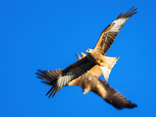 Red Kite, Milvus milvus, bird in flight