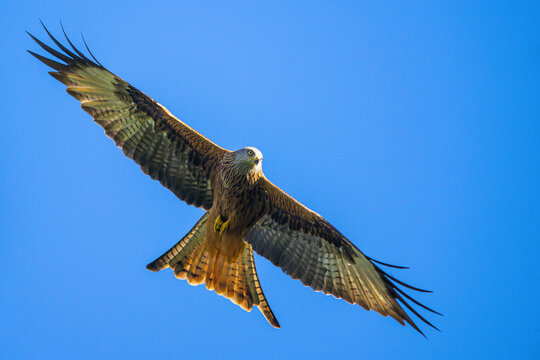 Red Kite, Milvus milvus, bird in flight