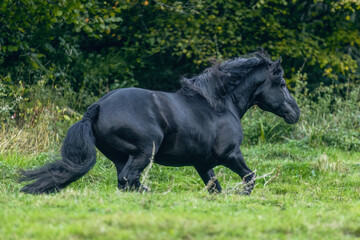 A black noriker coldblood draft horse stallion running across a meadow in autumn outdoors