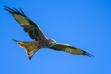 Red Kite, Milvus milvus, bird in flight