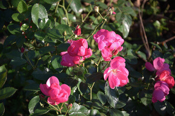 pink roses