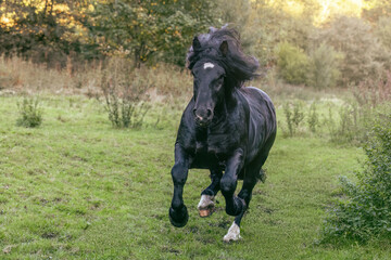 A black noriker coldblood draft horse stallion running across a meadow in autumn outdoors