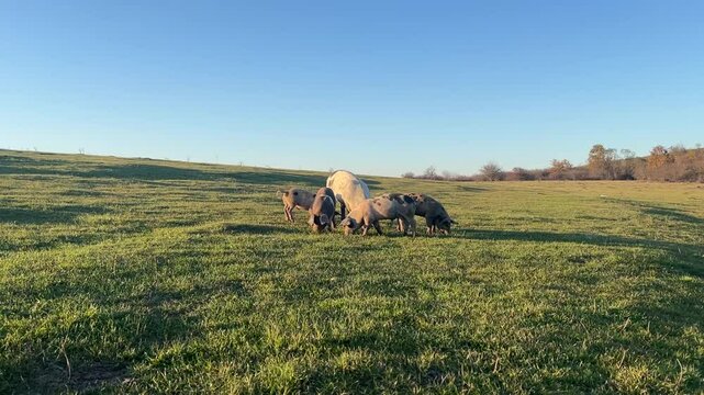 A group of baby pigs with their mother eating grass on a field at golden hour living free on a farm.