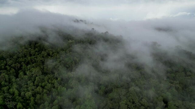 overview of a mist forest - dense fog covering a mountain during a cold winter day in Bueno Brandao - Minas Gerais, Brazil