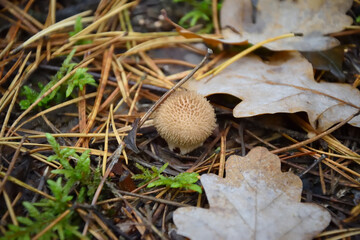 mushroom in the forest