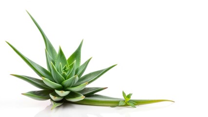 Fototapeta premium Fresh aloe vera plant with thick, fleshy leaves against a clean white background, healthy, plant