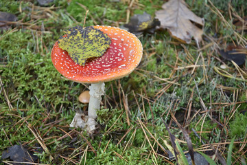 amanita with leaf