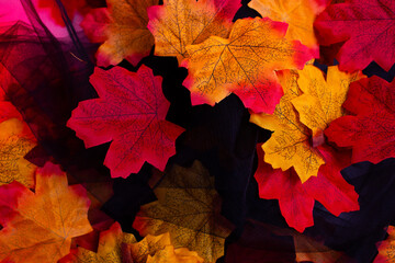 Autumn red, orange and yellow leaves. Artificial leaves on white and black background. Autumn mood.