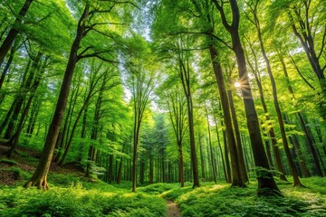 Obraz premium lush green forest landscape with tall trees and vibrant foliage, forest, landscape, wilderness, nature, outdoors