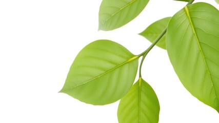 Obraz premium Minimalistic white background with single green leaf in the corner, leaf, fresh