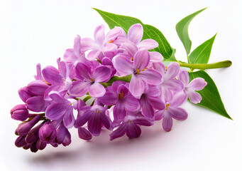 close up Purple Lilac flower isolated on white background 
